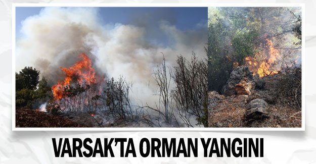 Varsak’ta orman yangını