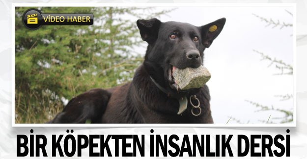 Bir köpekten insanlık dersi