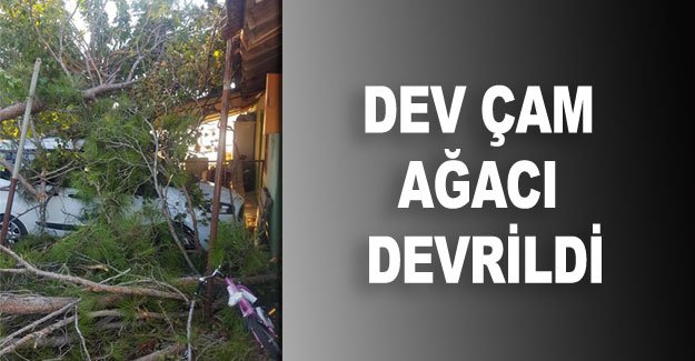 Dev çam ağacı devrildi