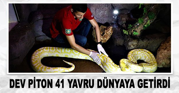 Dev piton 41 yavru dünyaya getirdi