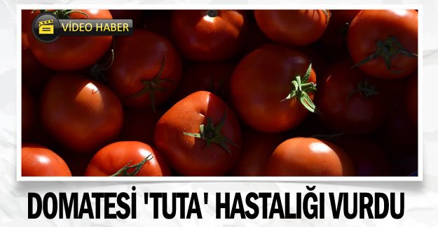 Domatesi 'tuta' hastalığı vurdu