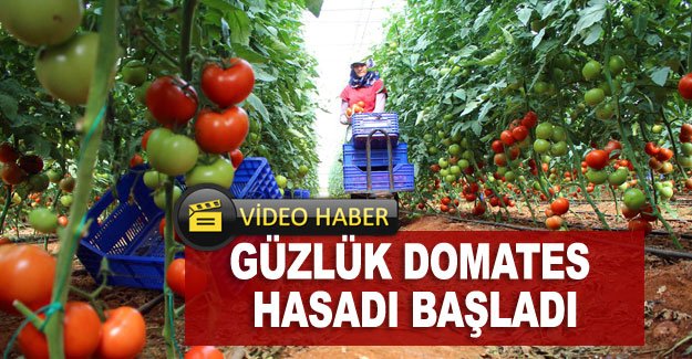 Güzlük domates hasadı başladı