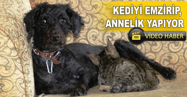 Kediyi emzirip, annelik yapıyor
