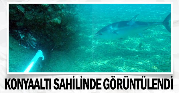 Konyaaltı sahilinde görüntülendi