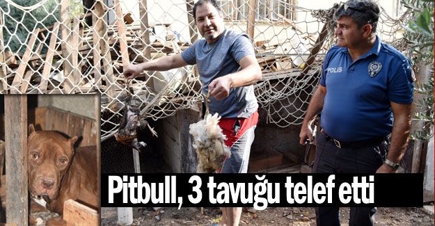 Pitbull, 3 tavuğu telef etti