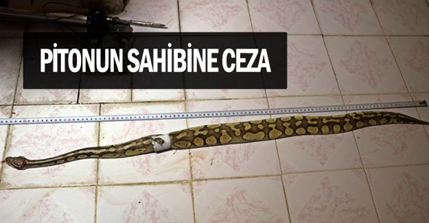 Pitonun sahibine ceza