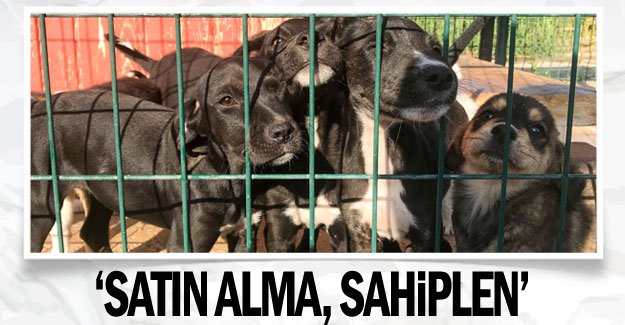 'Satın alma, sahiplen'