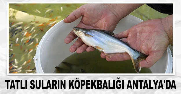 Tatlı suların köpekbalığı Antalya'da
