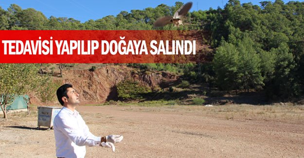 Tedavisi yapılıp doğaya salındı