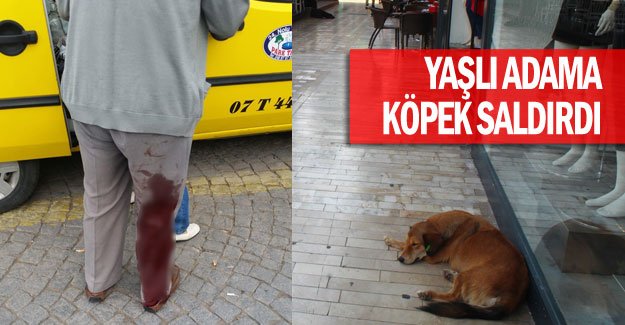 Yaşlı adama köpek saldırdı