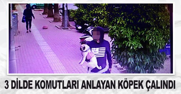 3 dilde komutları anlayan köpek çalındı