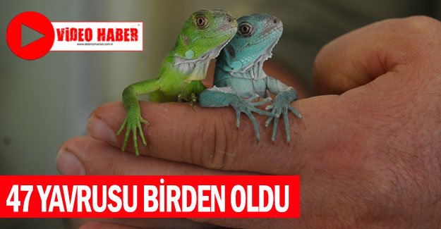 47 yavrusu birden oldu