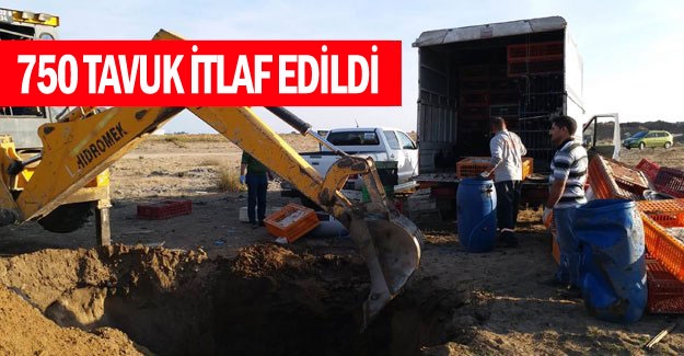 Belgesiz taşınan 750 tavuk itlaf edildi