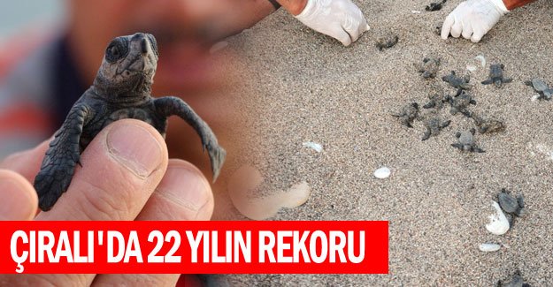 Çıralı'da 22 yılın rekoru