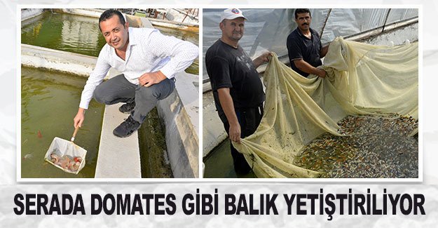 Serada domates gibi balık yetiştiriliyor