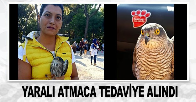 Yaralı atmaca tedaviye alındı