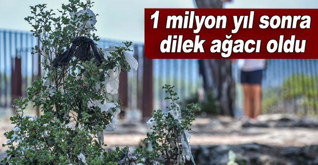1 milyon yıl sonra dilek ağacı oldu