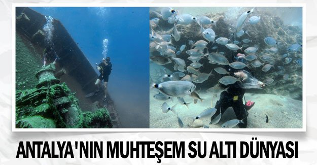 Antalya'nın muhteşem su altı dünyası