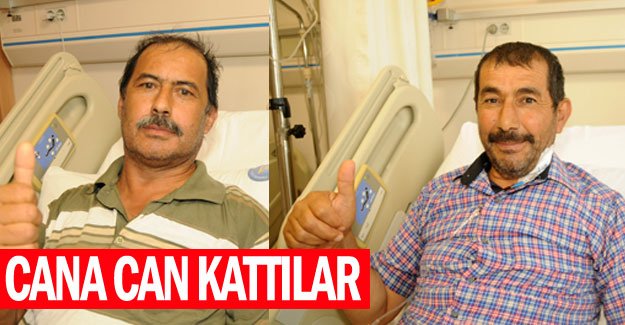 Cana can kattılar