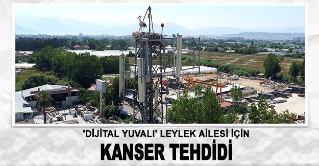 'Dijital yuvalı' leylek ailesi için kanser tehdidi