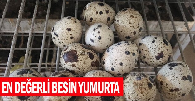 En değerli besin yumurta