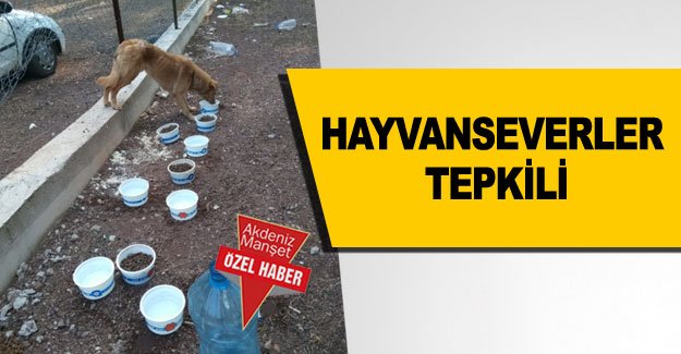Hayvanseverler tepkili