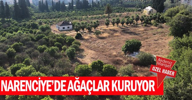 Narenciye’de ağaçlar kuruyor