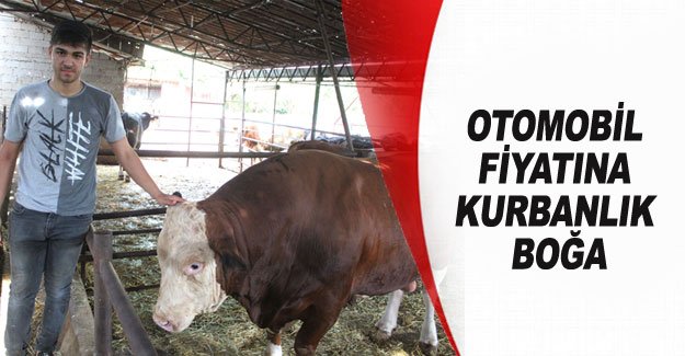 Otomobil fiyatına kurbanlık boğa