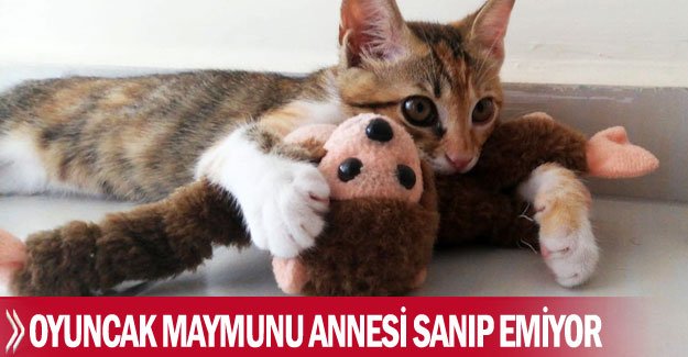 Oyuncak maymunu annesi sanıp emiyor