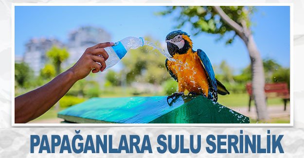 Papağanlara sulu serinlik