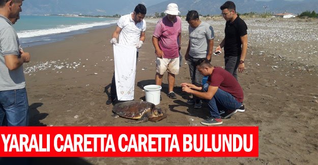 Yaralı caretta caretta bulundu