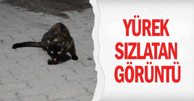 Yürek sızlatan görüntü