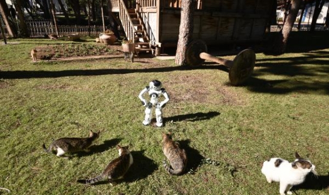 Robot NAO, 'gel, pisi pisi' diye seslenerek kedileri besliyor