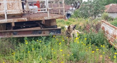 Zincirle kamyona bağlanan köpek kurtarıldı